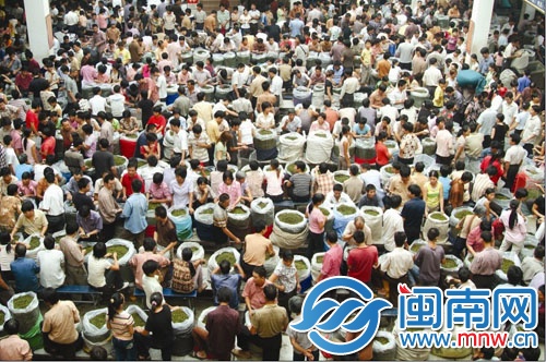 今年安溪鐵觀音秋茶產(chǎn)銷兩旺，喜煞茶農(nóng)