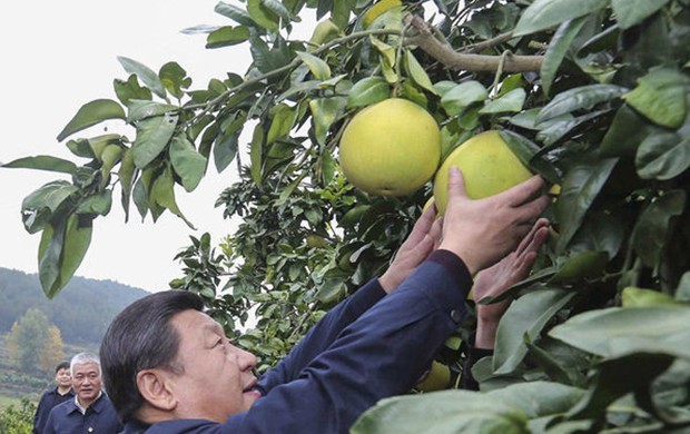 習近平赴湘西調(diào)研 現(xiàn)場摘柚子(圖)