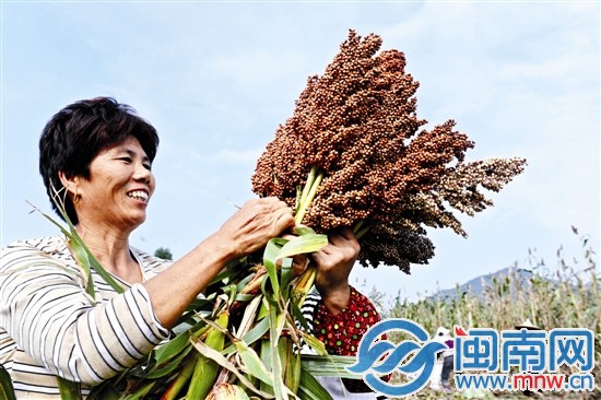 看著飽滿誘人的果實，收割的阿姨一臉喜悅