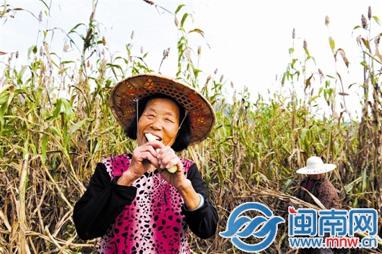 我們的秸稈含糖量很高，咬起來可甜了