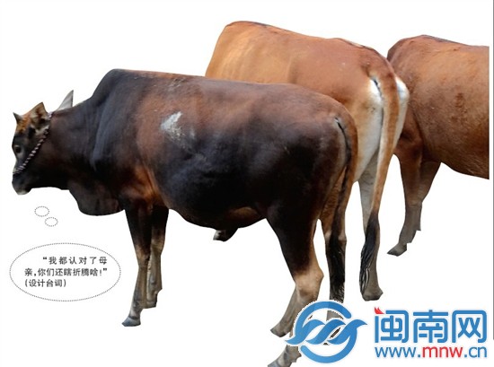 小黑牛DNA認親