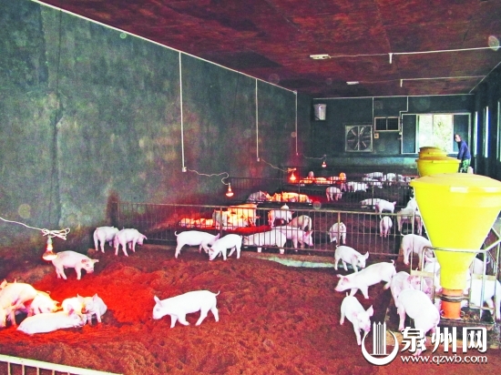 發(fā)酵床使豬的糞便、污水通過(guò)發(fā)酵有效分解