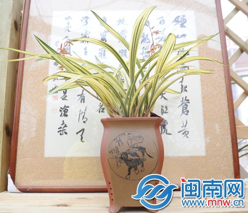 名為“達摩中秀”的蘭花花王