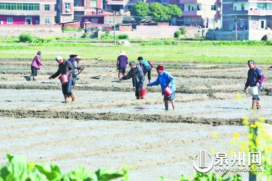 農(nóng)民朋友正忙著平整秧田、播種育秧