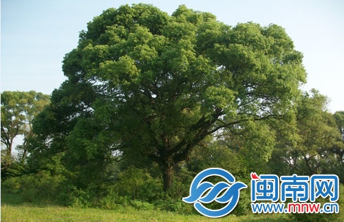 樟樹(shù)
