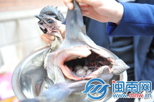 公雞腹內(nèi)有六枚蛋，專家說這是罕見的陰陽雞