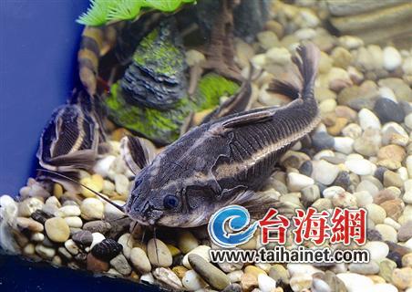 熱帶魚(yú)1