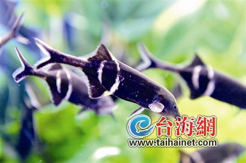 熱帶魚(yú)2