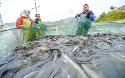 滿(mǎn)滿(mǎn)一網(wǎng)鰻魚(yú)
