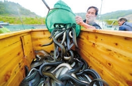 鰻魚(yú)不斷被倒入箱中