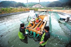 對(duì)鰻魚(yú)按重量進(jìn)行分揀