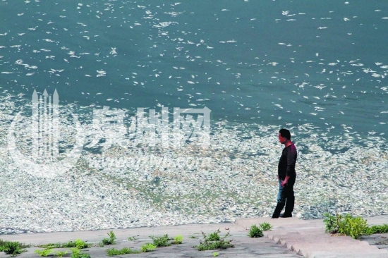 成片死魚(yú)漂浮水面