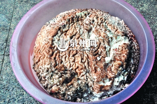 表皮皺巴巴的，看起來像動物大腦。