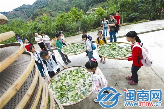 海都小記者 當了回小茶農(nóng)