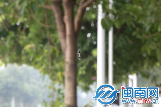 空中掉下一只蟲，攝于南山公園外的人行道