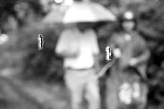 毛蟲懸掛半空，過往行人膽戰(zhàn)心驚。