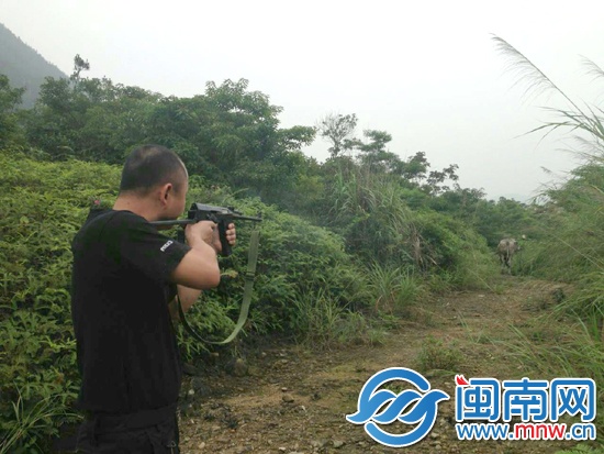中了三槍后，牛摔倒在地?zé)o法動彈