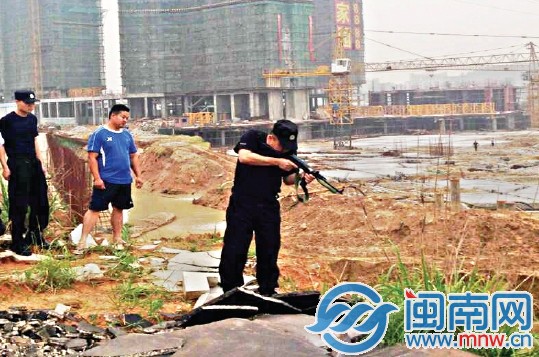 在南安官橋某工地旁，民警將牛擊斃
