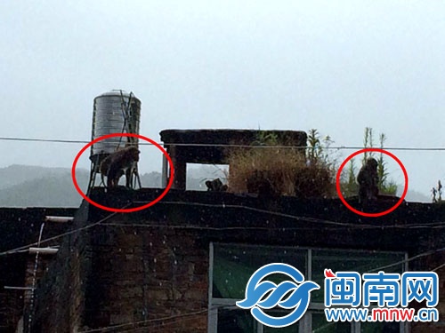 見到民警后，兩只猴子跑到樓頂，玩起了捉迷藏
