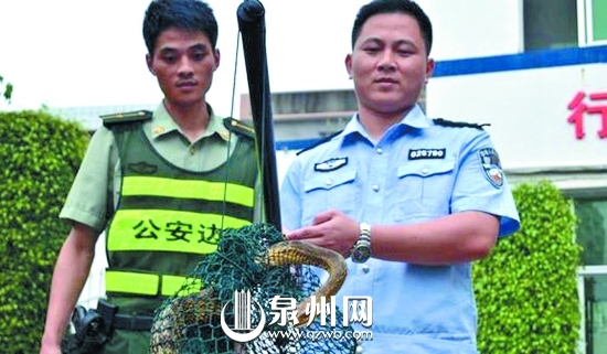 蛇長(zhǎng)2米有余，皮色斑斕鮮艷，無(wú)毒