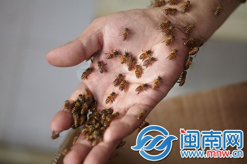 蜜蜂附在黃師傅的手上，他反復(fù)尋找蜂王