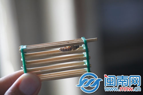 將蜂王關(guān)進(jìn)“王籠”，放進(jìn)蜂群中引誘其他蜜蜂