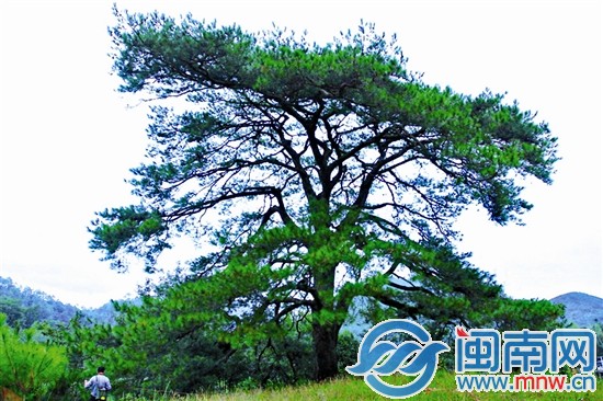 其他古樹不服？來攻擂吧!
