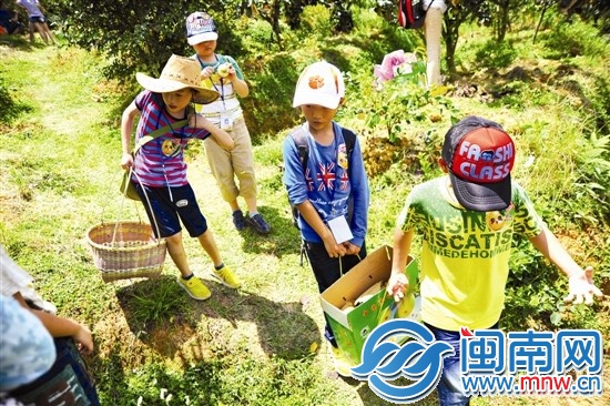 邊走邊吃，我們抬梨下山嘍