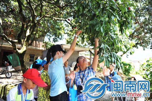 小記者三五成群，男生上樹摘，女生則在樹下伸長胳膊摘
