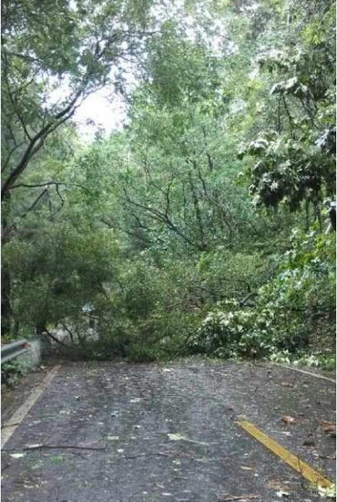 鼓山公路樹(shù)被吹倒